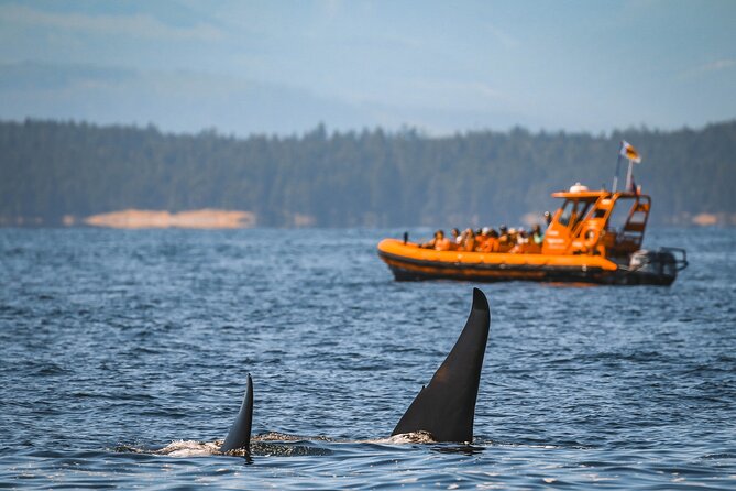 Whale Watching Nanaimo Open Boat Tour - Checking in 45 minutes before departure