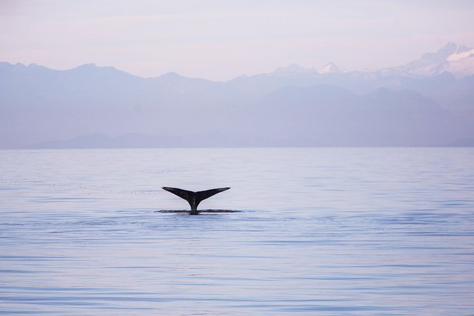 Whale-Watching Tour from Vancouver - What Happens Once the Boat Leaves