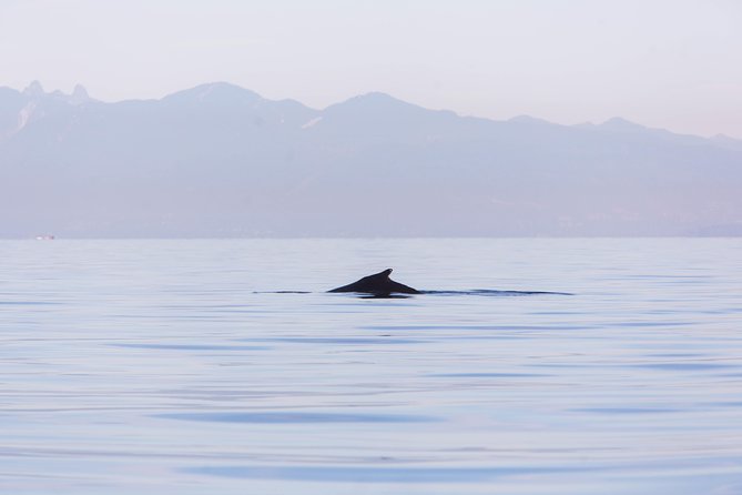 Whale-Watching Tour from Vancouver - Guide Quality and the Human Side of the Trip