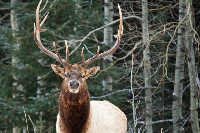Wilderness and Wildlife Hiking Tour - 3hr Hike - A three-hour route that changes with the weather