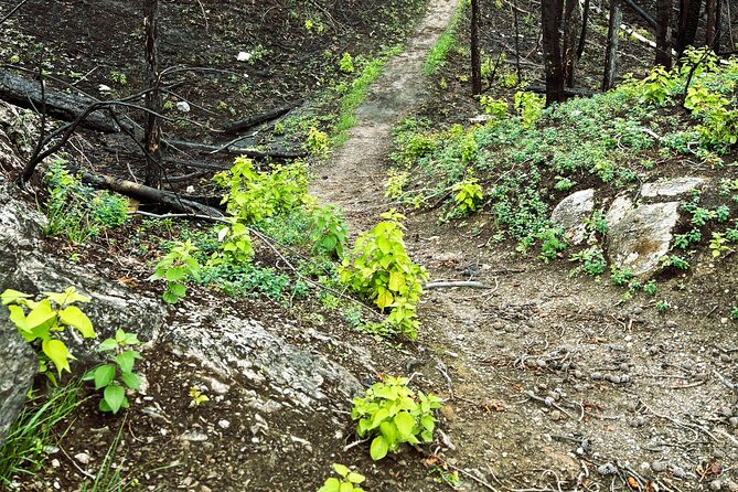 Wildfire Peak Nic - What the guide adds to the walk