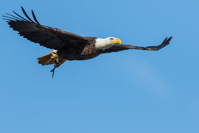 Wildlife on the Bow | Big Canoe Tour - Price and What You Get for $69.59