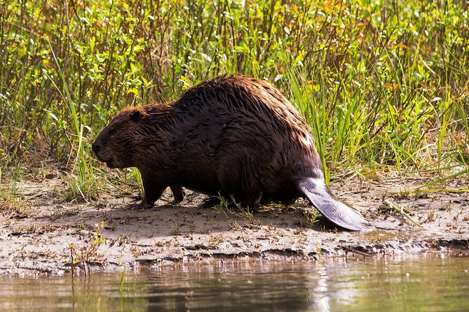 Wildlife on the Bow | Big Canoe Tour - A Balanced Look at the Guide Commentary