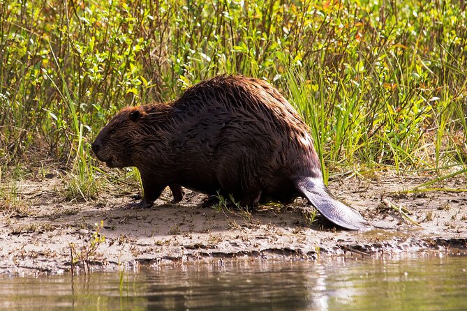 Wildlife on the Bow | Big Canoe Tour in Banff National Park - The scenery when wildlife stays hidden