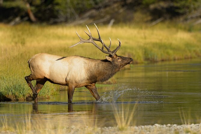 Wildlife on the Bow | Big Canoe Tour in Banff National Park - Is $69.85 a fair price?