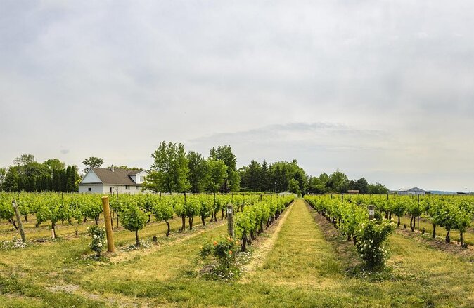 Wine & Cheese Half Day Tour - Niagara On The Lake Wine Tour - Key things to know before booking