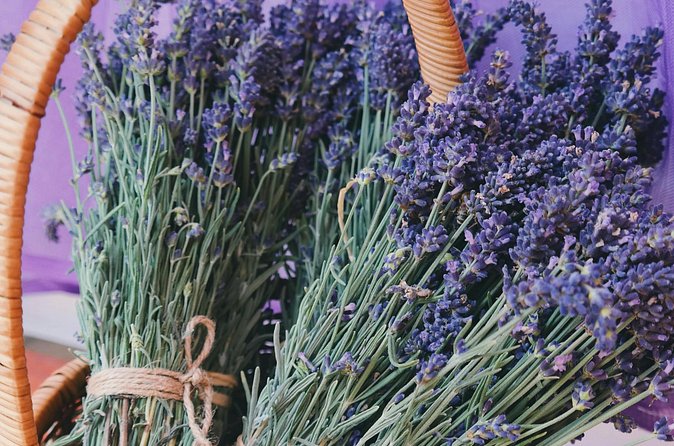 Wine Tasting and lavender Farm Tours - Timing, Ages, and Practical Details