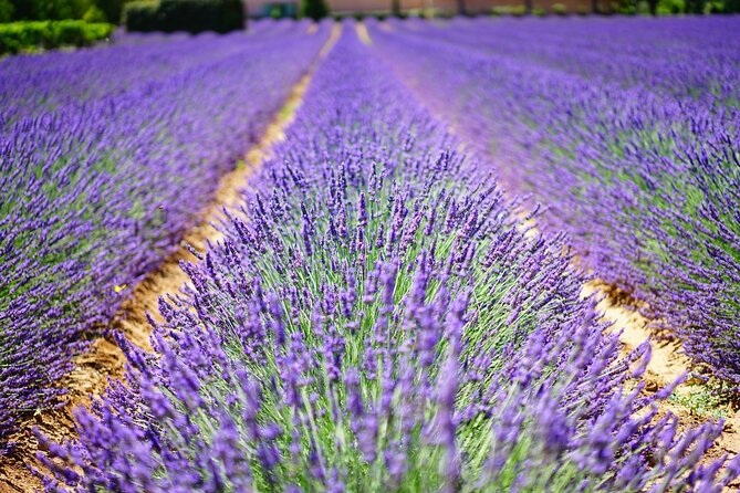 Wine Tasting and lavender Farm Tours - Three Wineries, Three Different Tasting Rooms