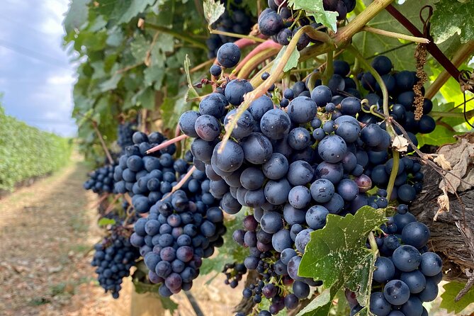 Wine Tour Experience In Lake Country 5 Wineries - Five wineries, one easy day in Lake Country