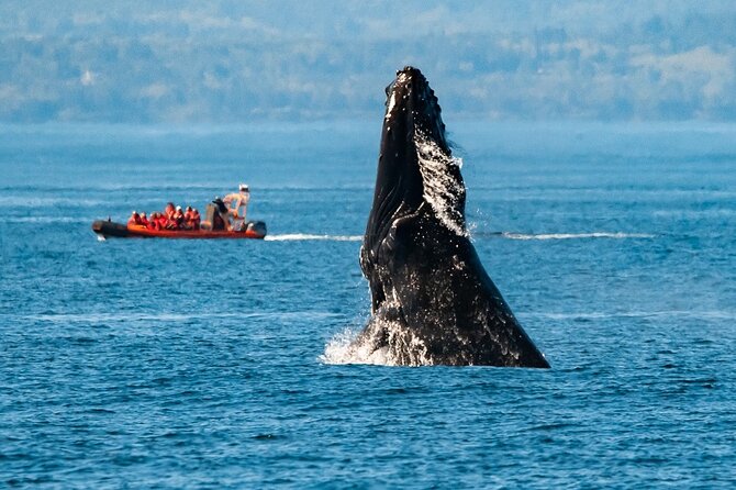Winter Victoria Whale and Wildlife Zodiac Tour - Key points to know before you book