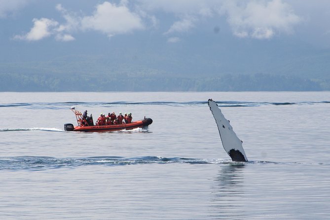 Winter Victoria Whale and Wildlife Zodiac Tour - Meeting at 950 Wharf Street