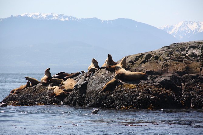 Winter Victoria Whale and Wildlife Zodiac Tour - Searching the waters around southern Vancouver Island