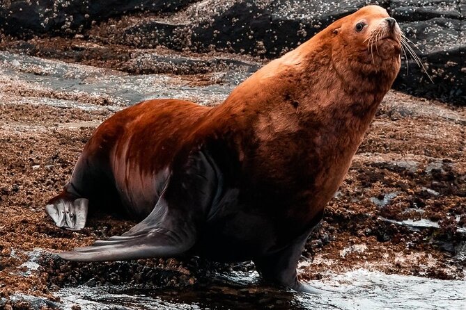 Winter Victoria Whale and Wildlife Zodiac Tour - The real value of the $129.32 price
