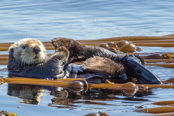 Winter Victoria Whale and Wildlife Zodiac Tour - Boarding the 12-passenger Zodiac