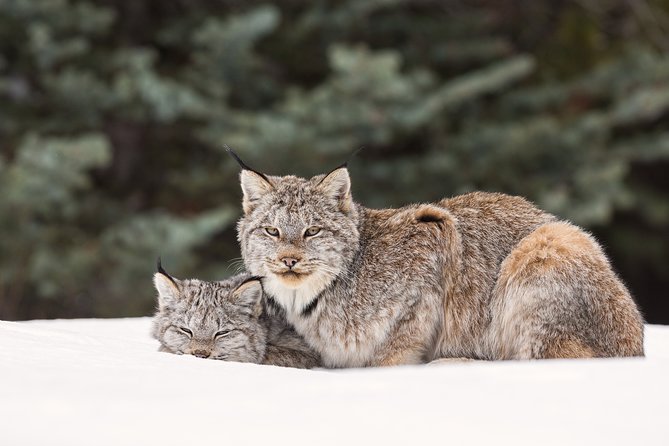 Winter Wildlife Discovery Tour - What this three-and-a-half-hour outing is really like