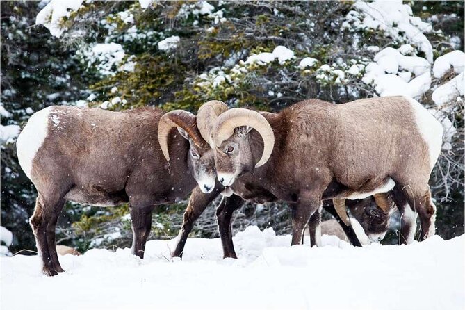 Winter Wildlife Discovery Tour - The guides make the difference