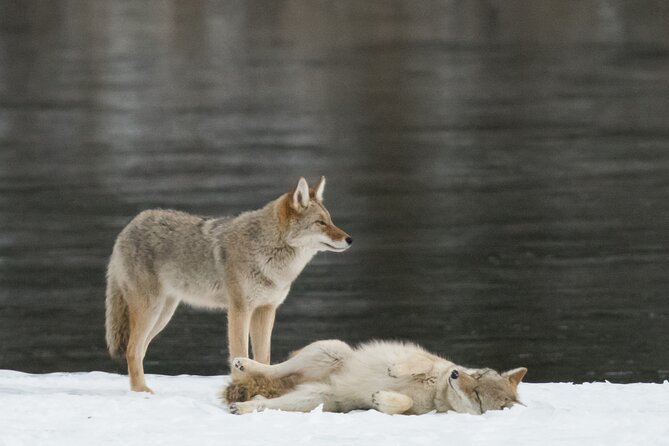 Winter Wildlife Discovery Tour - Why the $67.95 price can be good value