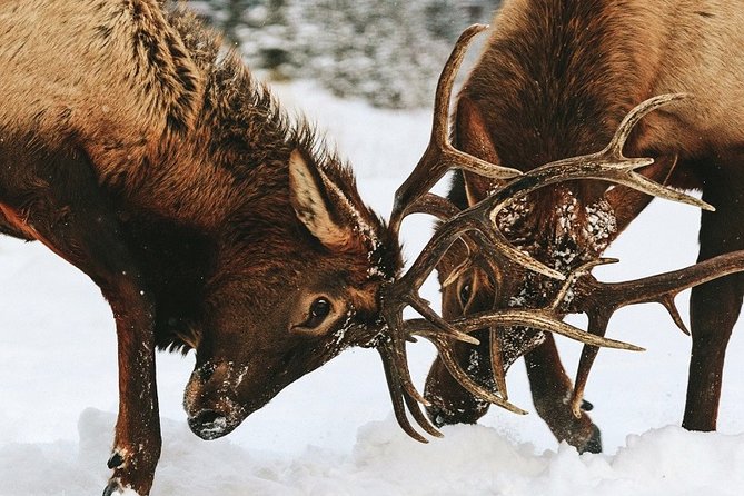 Winter Wildlife Discovery Tour - Winter clothing and practical comfort