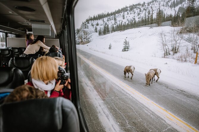 Winter Wildlife Discovery Tour - Through the Athabasca Valley and Jasper National Park
