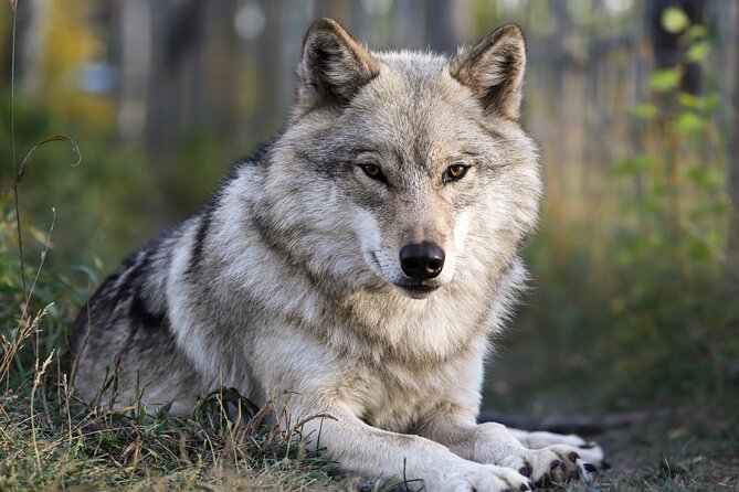 Yamnuska Wolfdog Sanctuary Walk Ticket in Canada - Key Points Before You Go