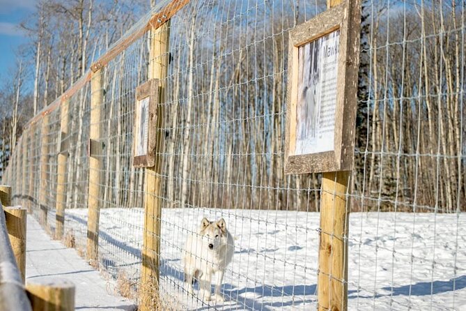 Yamnuska Wolfdog Sanctuary Walk Ticket in Canada - Meeting Rescued Wolfdogs in a Mountain Setting