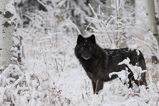 Yamnuska Wolfdog Sanctuary Walk Ticket in Canada - Why the Rescue Mission Adds Meaning