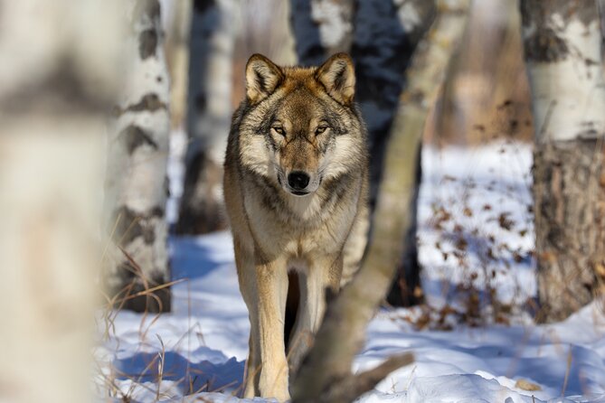 Yamnuska Wolfdog Sanctuary Walk Ticket in Canada - Weather, Clothing, and the Best Time to Visit