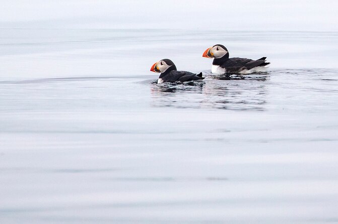 Zodiac Coastal Tour with Naturalist Guide: Lunenburg - A coastal trip that feels personal