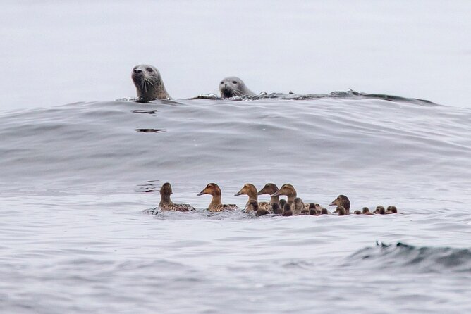 Zodiac Coastal Tour with Naturalist Guide: Lunenburg - Is the $104.39 price good value?