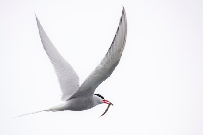Zodiac Coastal Tour with Naturalist Guide: Lunenburg - The best time and the main tradeoffs